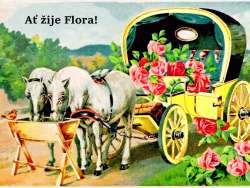 Flora