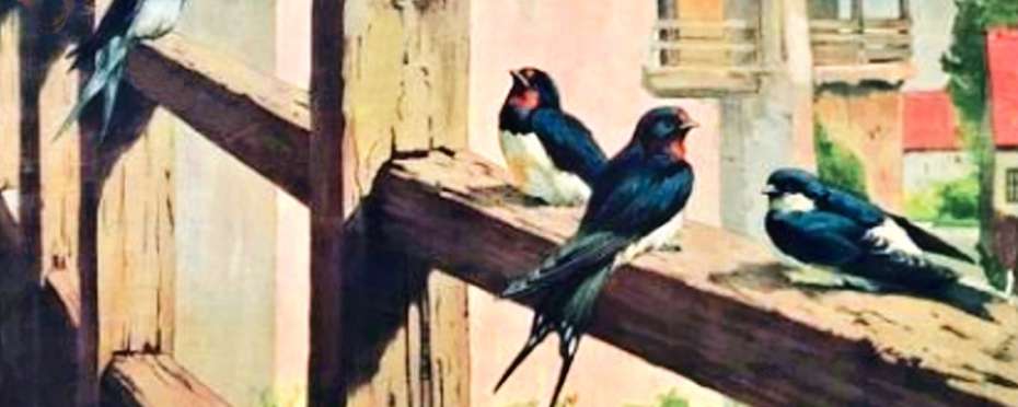 Panny Marie Narození – vlaštoviček rozloučení, pověry a pranostiky