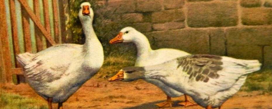 Věštění počasí na sv. Martina podle kobylky (z husí prsní kosti) a husí pranostiky