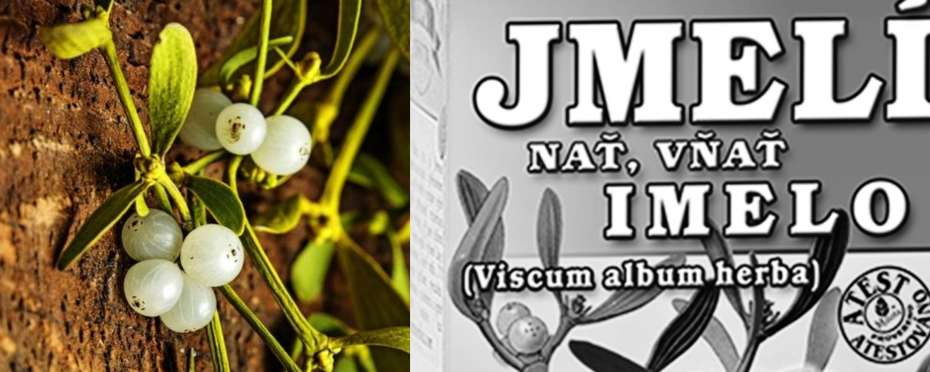 Jmelí jako lék, legendy a účinky