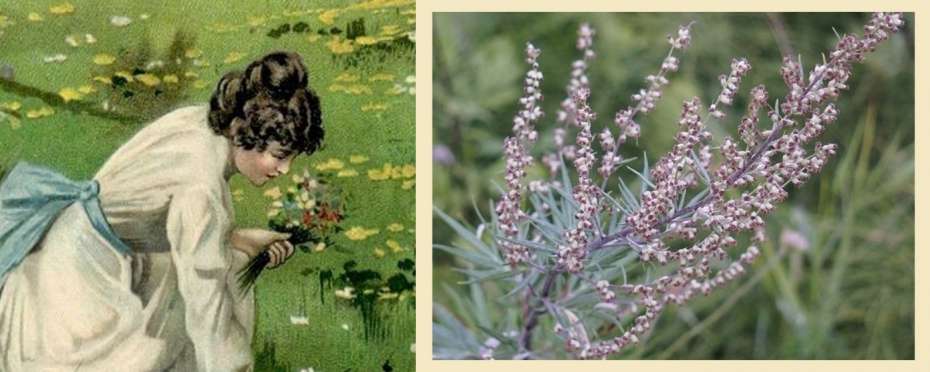 Svatojánské byliny v pověrách - pelyněk černobýl
