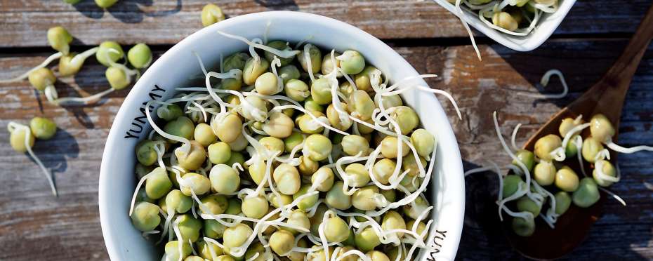 Postní jídlo pučálka neboli pálenec, lidová tradice a recept