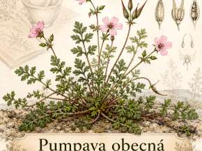 Rostliny a byliny v pověrách – pumpava obecná