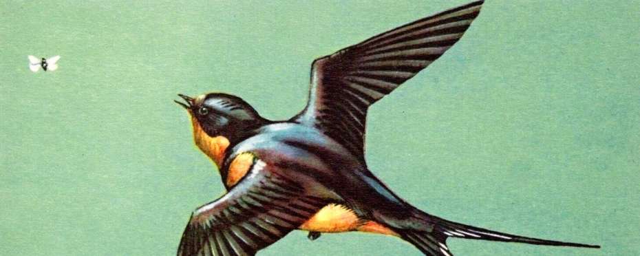 Vlaštovka v bájích a pověrách lidu českého