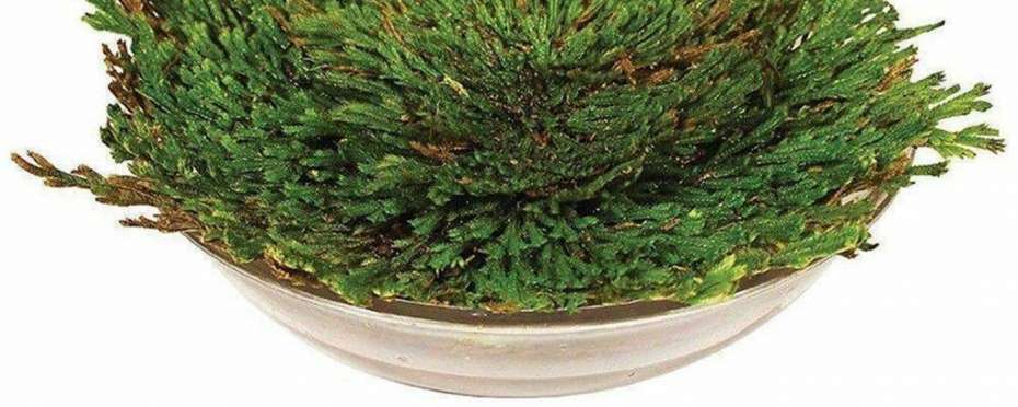 Růže z Jericha, téměř zapomenutý vánoční květ