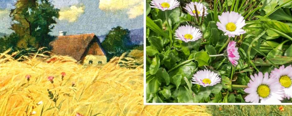 Svatojánská kvítka v pověrách – sedmikráska