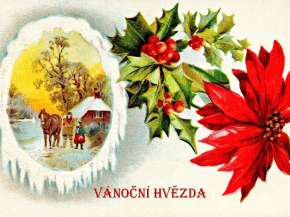 Vánoční hvězda_.jpeg