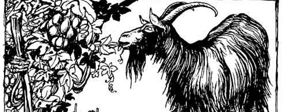 Hroznová koza, legenda a povídačky o koze hlídací