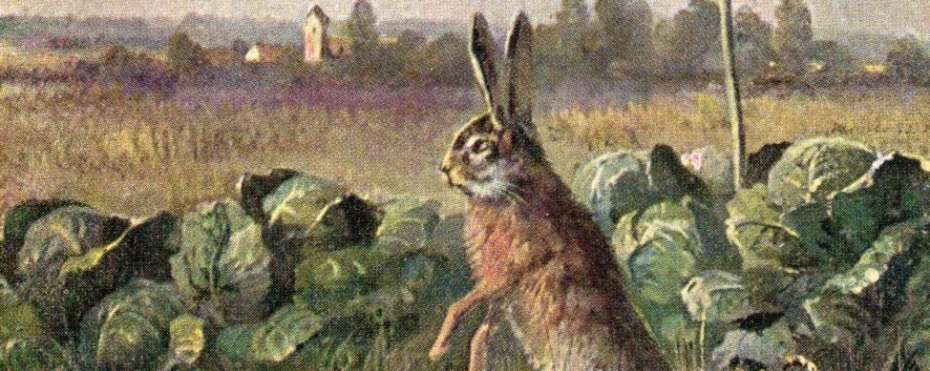 Zelí a pověry kterým věřily naše babičky